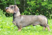 Stribukken’s FT Balder