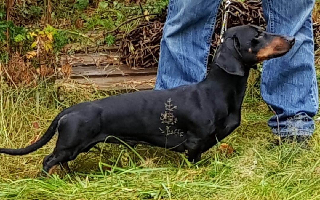 Kjærragården's SG Theo