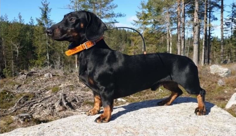 Kombijegerens F.R Jølle