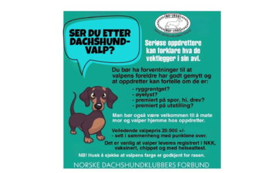 Kjøpe valp?