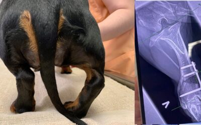 Pes Varus og Short Ulna hos Dachshund – opptak fra webinar